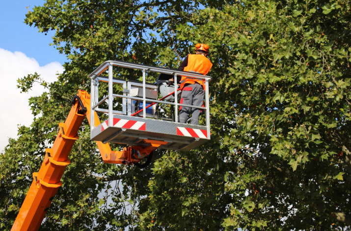 Tree Surgery Service